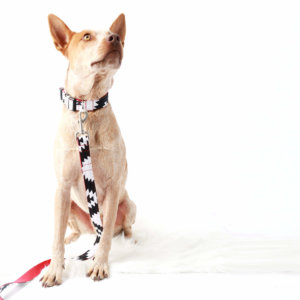 fox Heeler albuquerque canvas