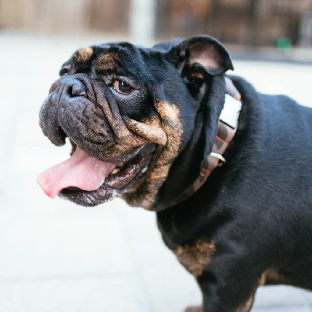 Bulldog Camo Dog Collar Grey