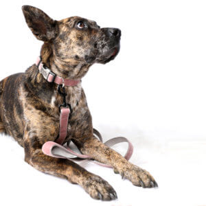 pit bull in engraved velvet dog collar