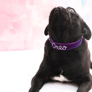 Pug purple embroidered dog collar prince