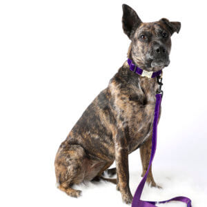 big dog collar Lily Prince purple