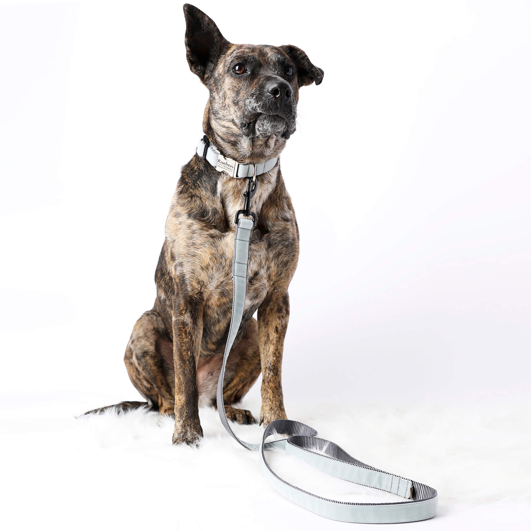Soft Grey Velvet Dog Collar Reuben