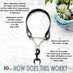 using a martingale dog collar