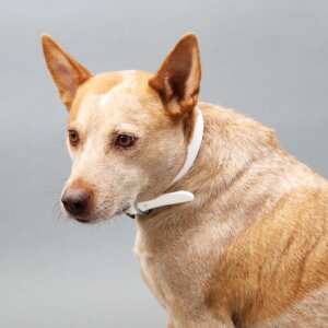 Fox in blanca waterproof collar