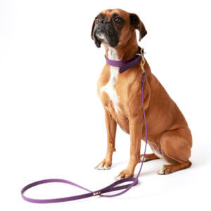 boxer dog collar