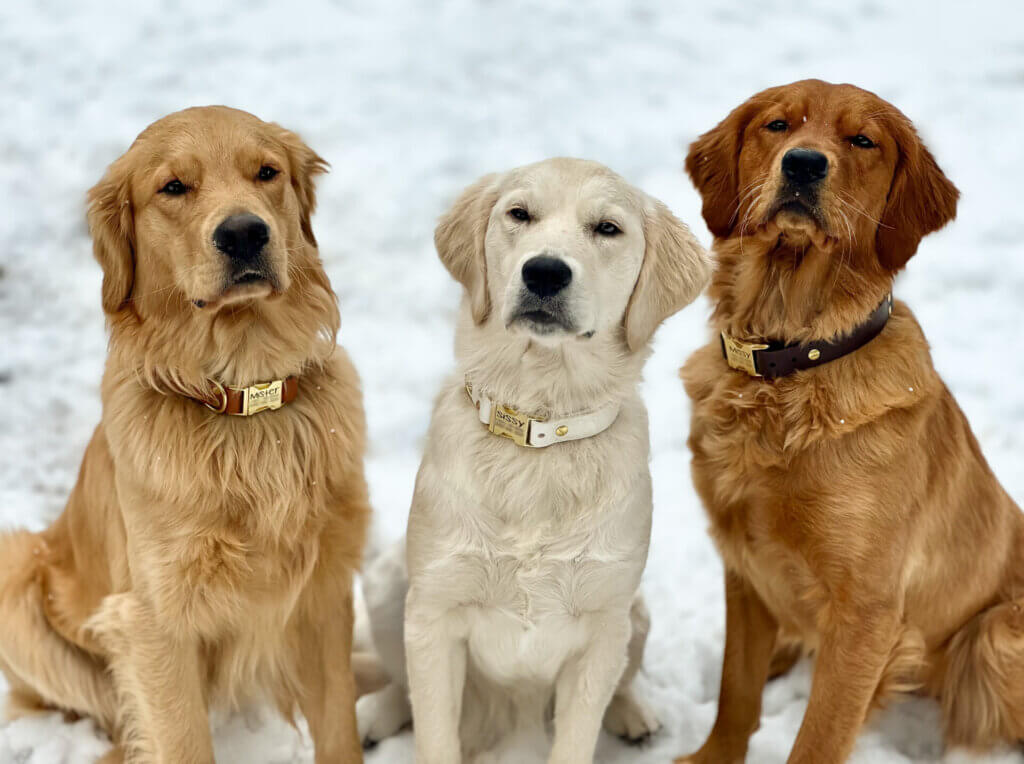 Goldens in waterproof biothane side release