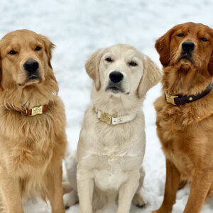 Goldens in waterproof biothane side release