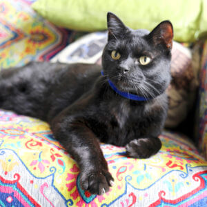 black cat blue velvet collar