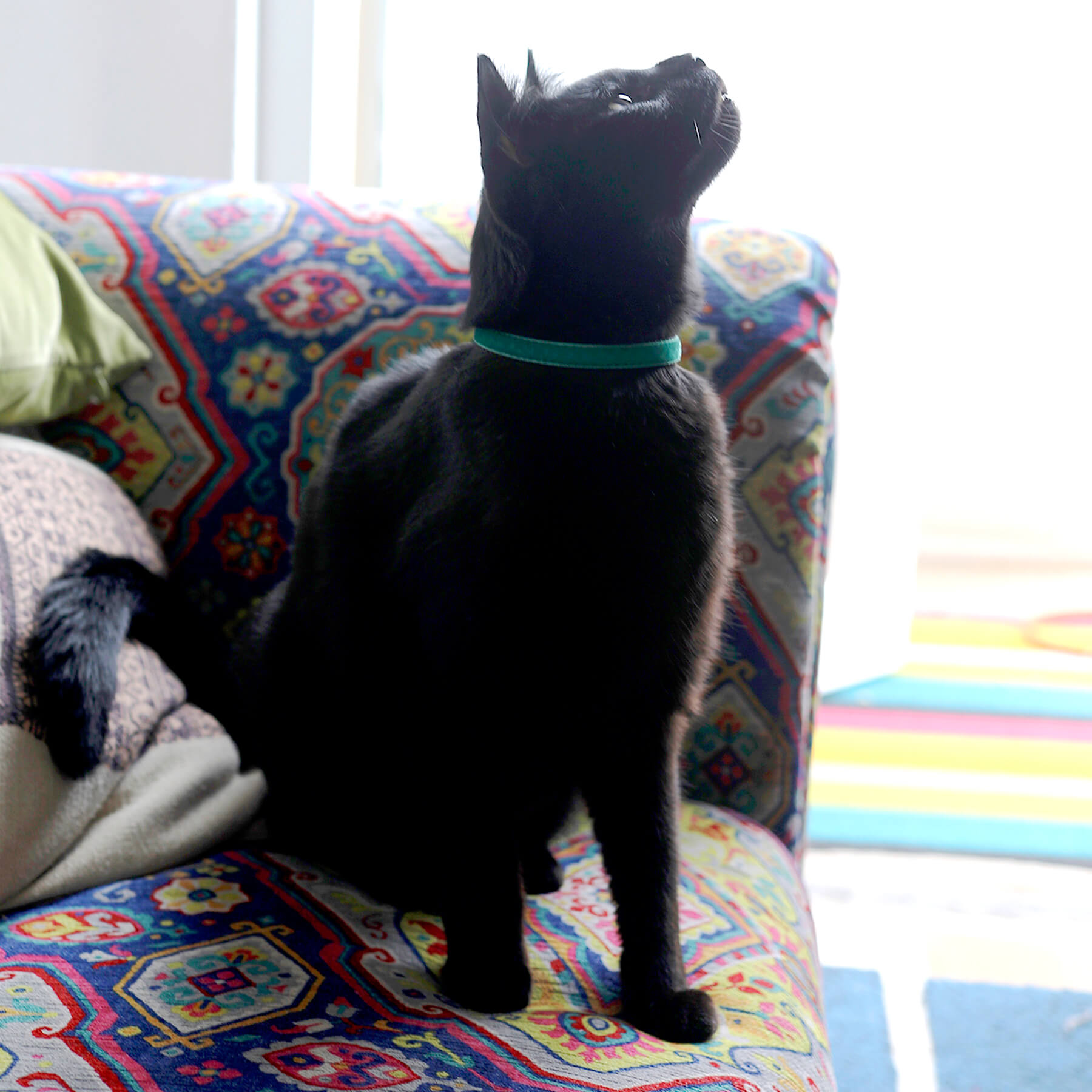 Black Velvet Cat Collar with Bow tie