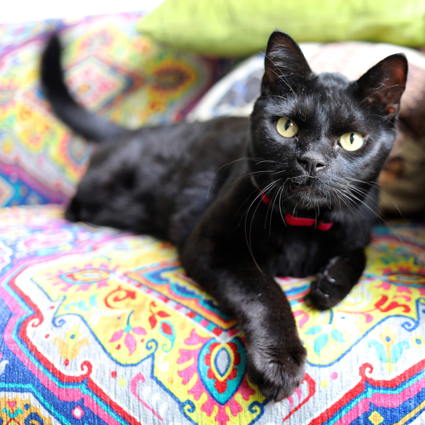 Designer Cat Collars With a Colourful Harlequin Pattern 