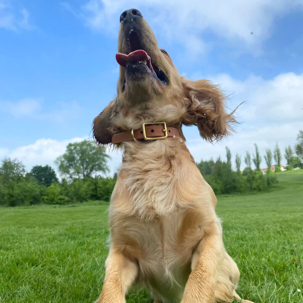cocker spaniel square in waterproof
