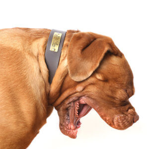 mastiff dog collar