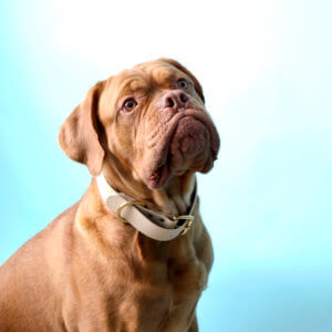 mastiff wide dog collar