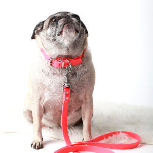 pug dog collar