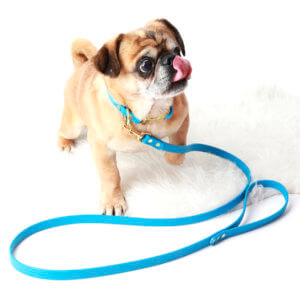 pug dog collar