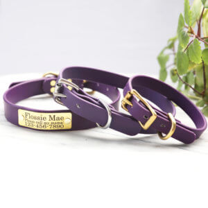 purple nameplate dog collars