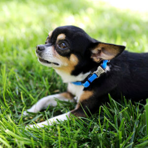 blue velvet dog collar for puppy