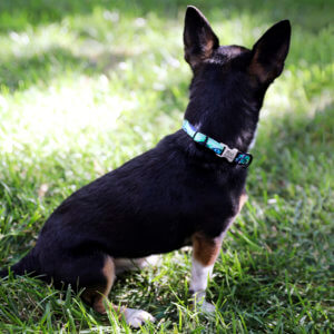 laminated puppy collar