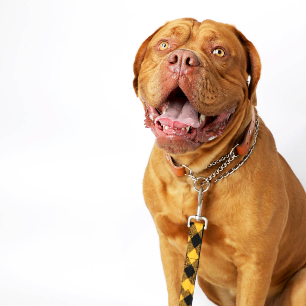 Dog tags sales for martingale collars