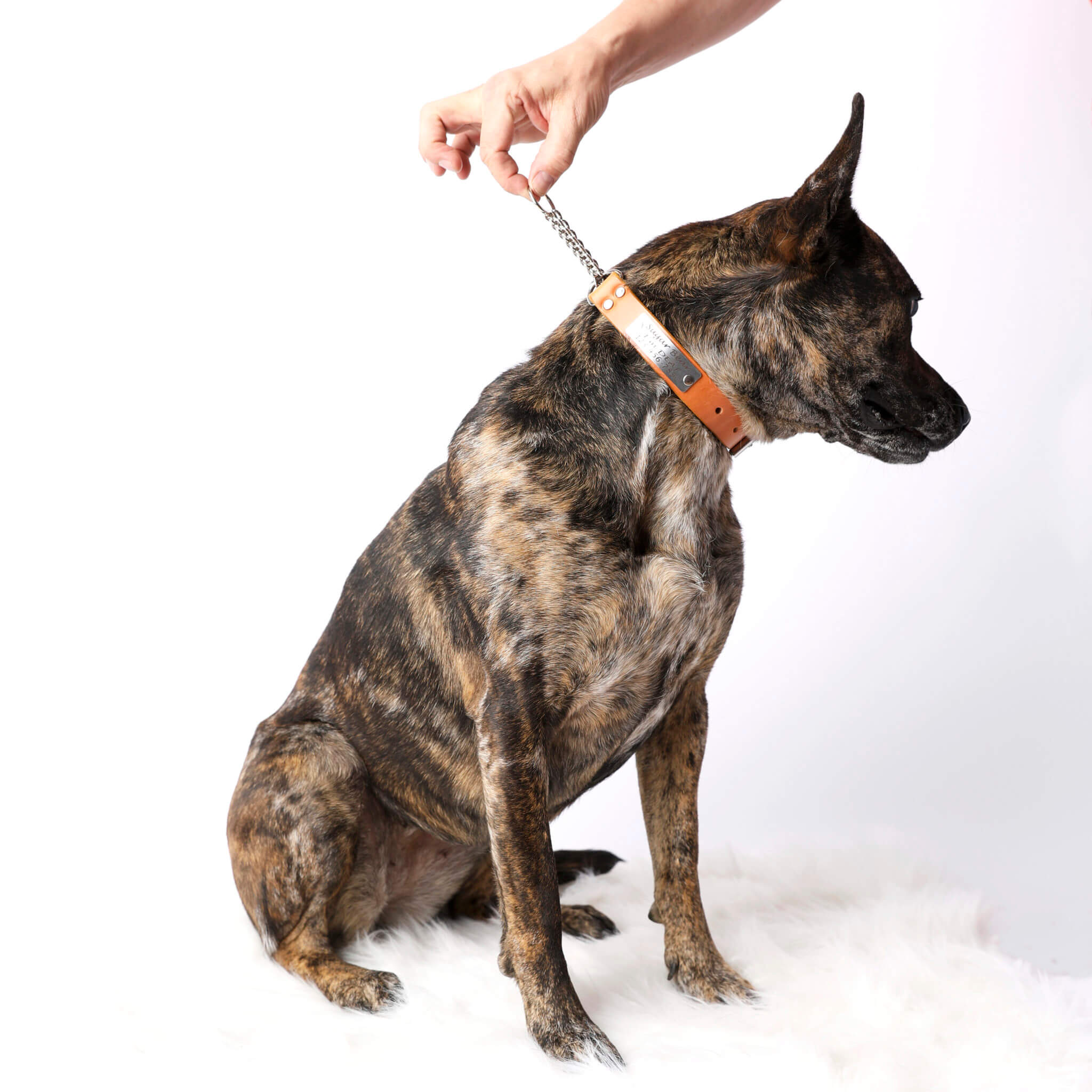 Martingale collar for sales pitbull