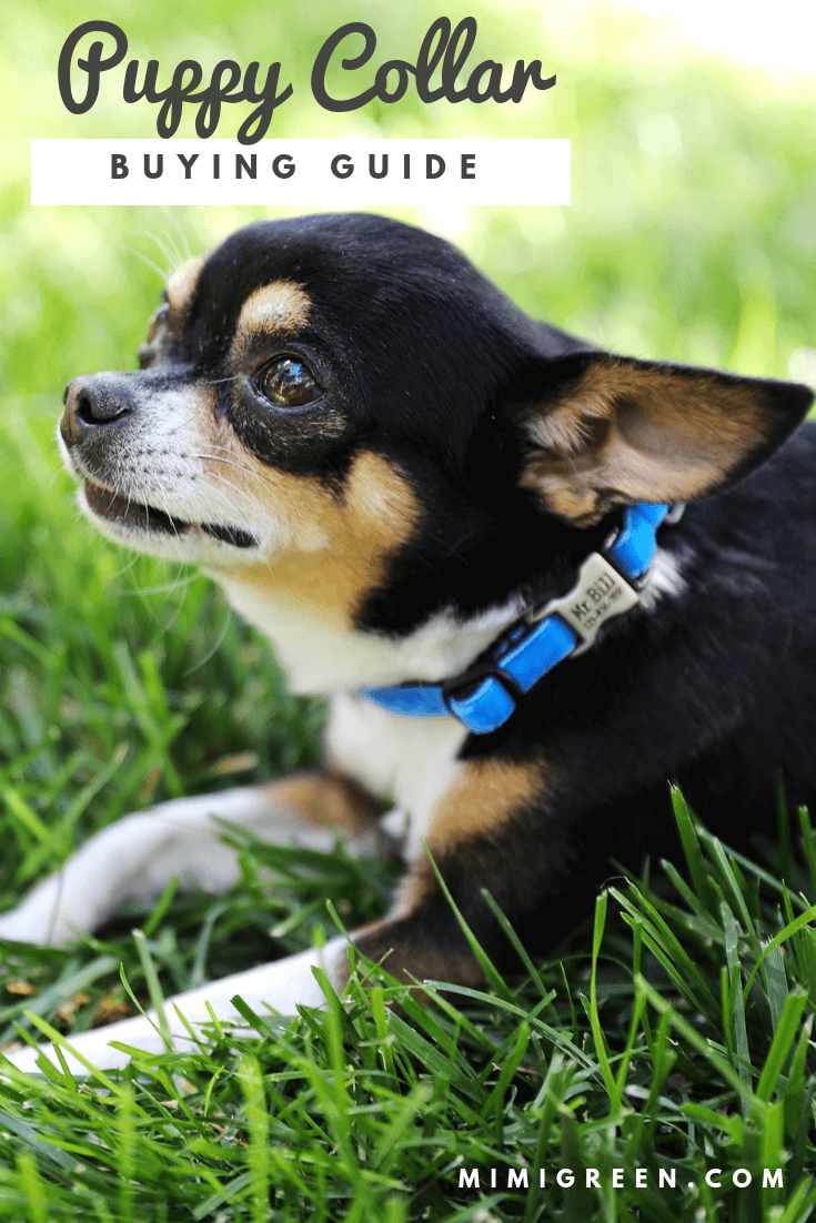 puppy collars how to choose one