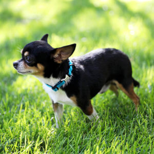 small dog collar blue