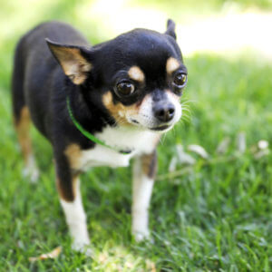 toy dog collar green