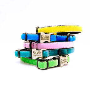 velvet puppy collars with engraving
