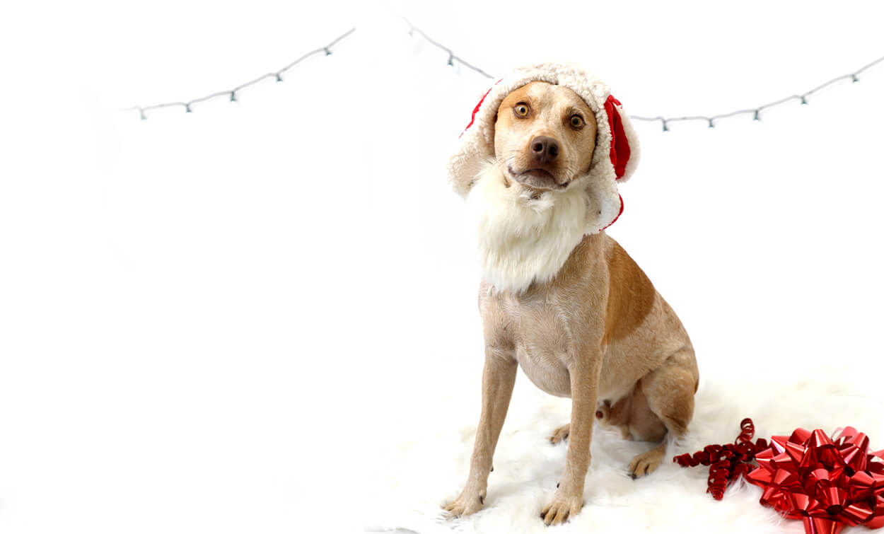 heeler in santa hat
