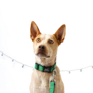 fox heeler christamas dog collar