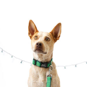 fox heeler christmas dog collars