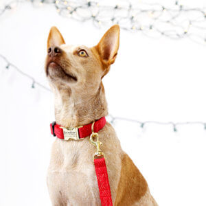 fox reindeer christmas dog collar