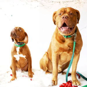 mastiff christmas dog collar