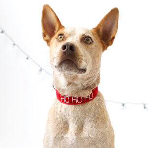 hohoho dog collar on heeler