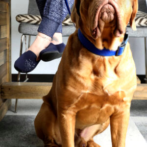 mastiff blue velvet dog collar