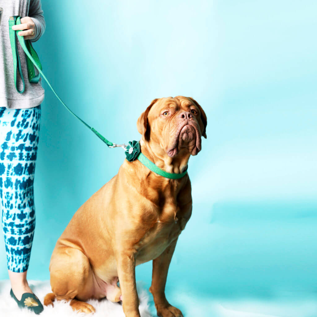 mastiff flower collar
