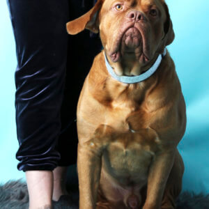 mastiff glitter collar