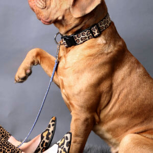 mastiff leopard dog collar