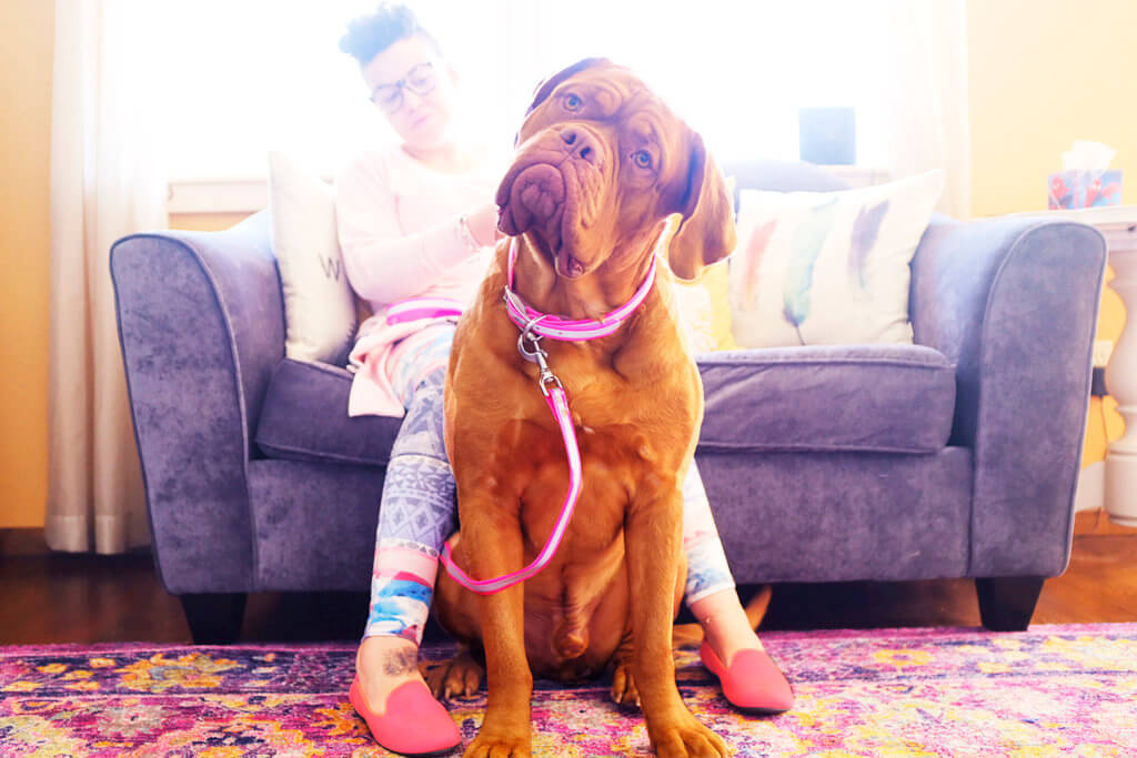 mastiff reflective dog collar