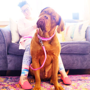 mastiff reflective dog collar