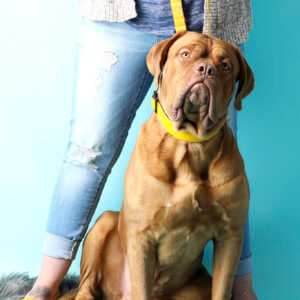 mastiff yellow velvet collar