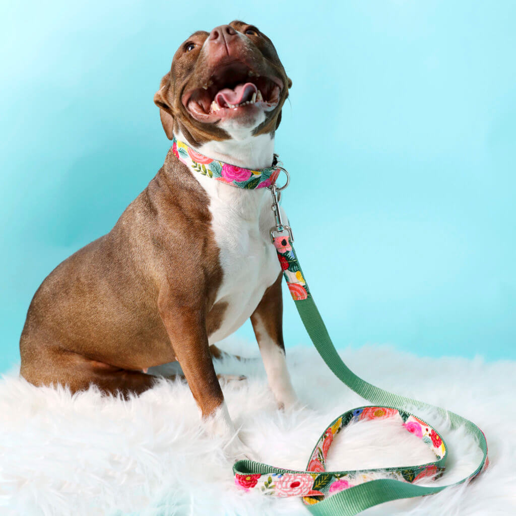 dana pitbull dog collar juliet rifle paper co
