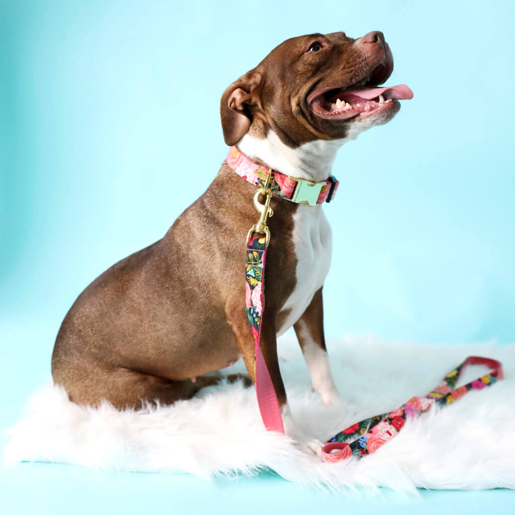 dana pitbull terrier navy juliet rifle paper co collar