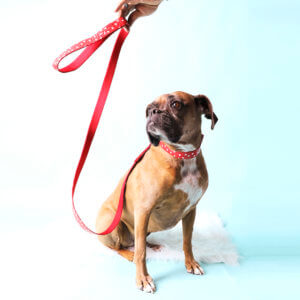 minnie red polka dot collar boxer