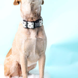 Fox Dottie Polka Dot Canvas Collar