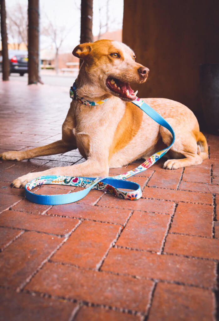 Frida laminated cotton dog collar mexican folk print