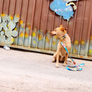Fox laminated dog collar