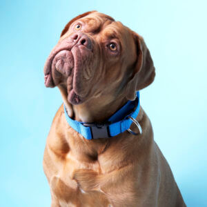 mastiff martingale collar