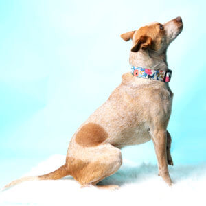 rifle paper co dog collar for big dog