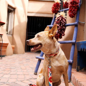 Frida laminated cotton dog collar mexican fold print